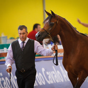 2013 Brazilian Nationals