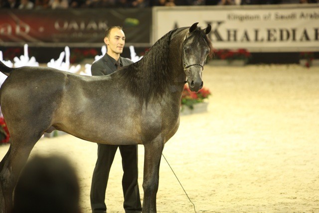 2010 Salon Du Cheval - World Championships Results