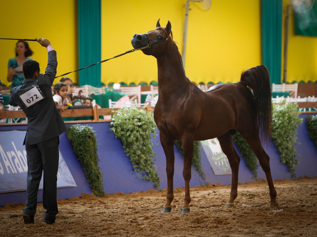 2013 Brazilian Nationals