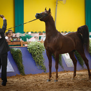 2013 Brazilian Nationals