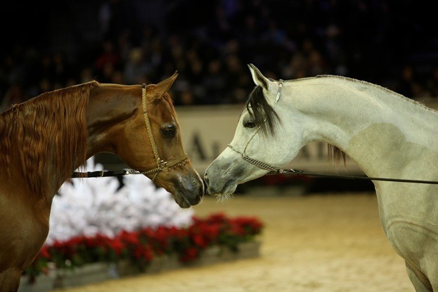 2010 Salon Du Cheval - World Championships Results