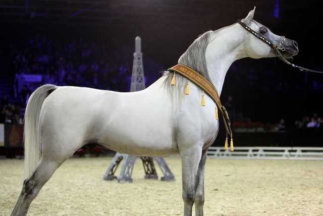 2010 Salon Du Cheval - World Championships Results