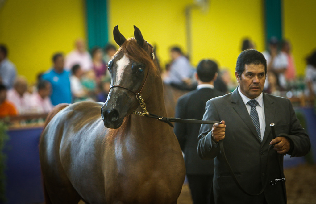 2013 Brazilian Nationals