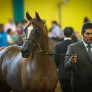 2013 Brazilian Nationals