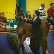 2013 Brazilian Nationals