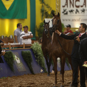 2013 Brazilian Nationals