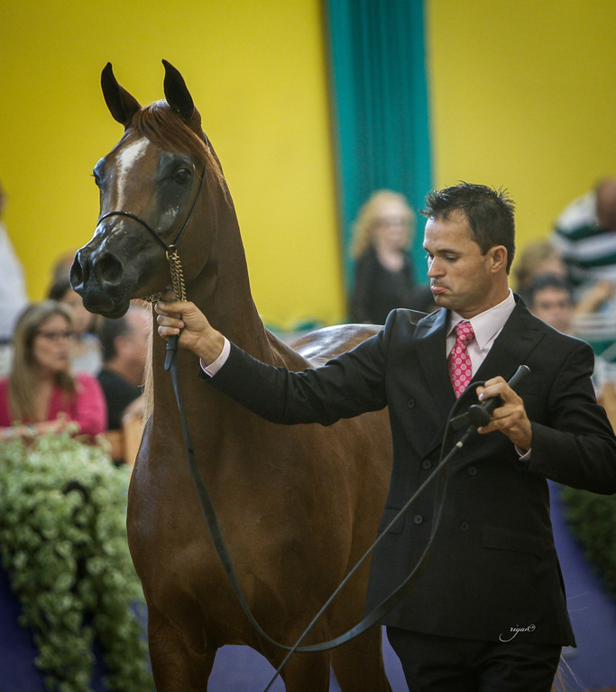 2013 Brazilian Nationals