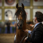 2013 Brazilian Nationals