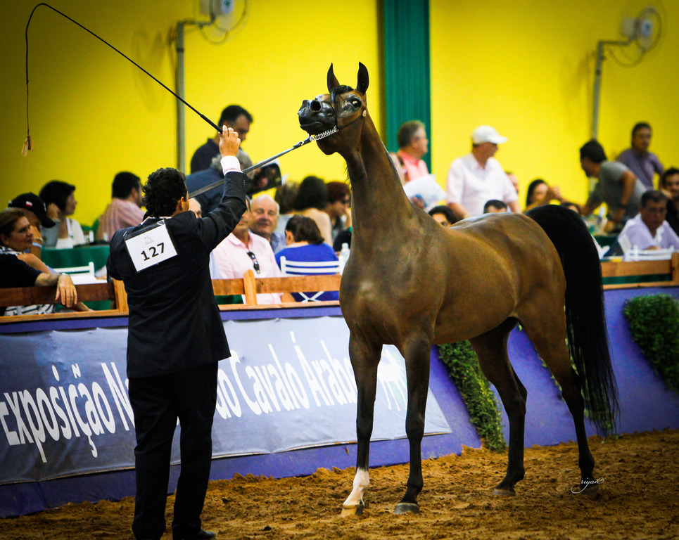 2013 Brazilian Nationals