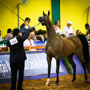 2013 Brazilian Nationals
