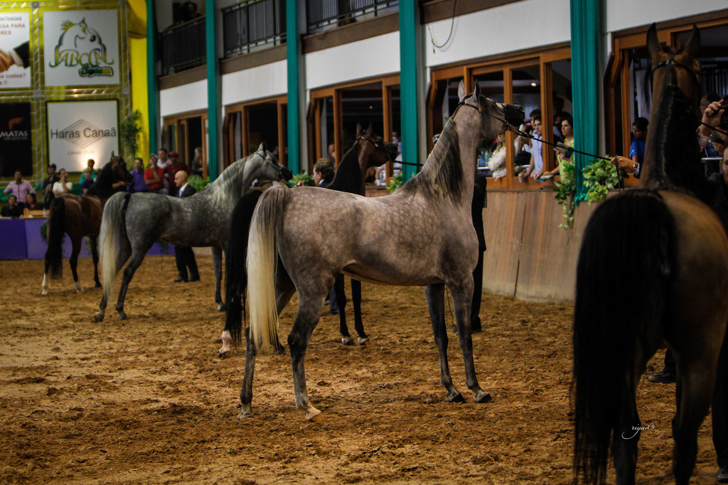 2013 Brazilian Nationals
