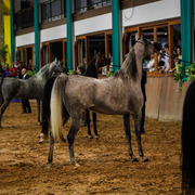 2013 Brazilian Nationals
