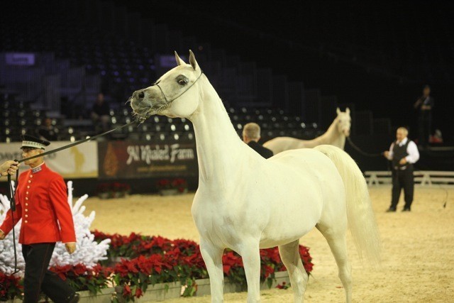 2010 Salon Du Cheval - World Championships Results