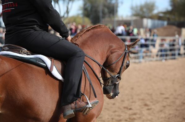 Arabhorse Farm Tours