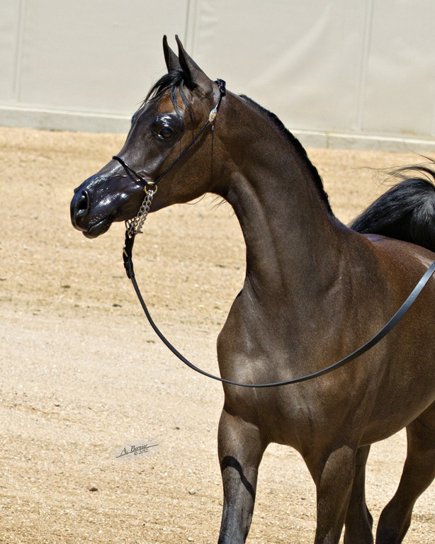 *Victoria Cross Farm