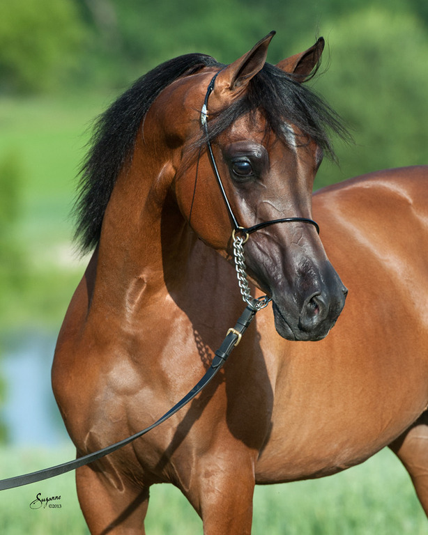 *Victoria Cross Farm