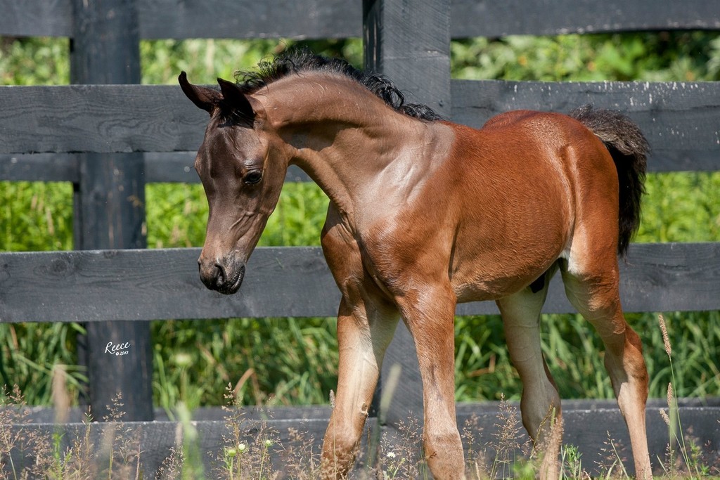 *Victoria Cross Farm