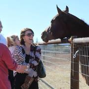 2013/2014 Arabhorse Farm Tours