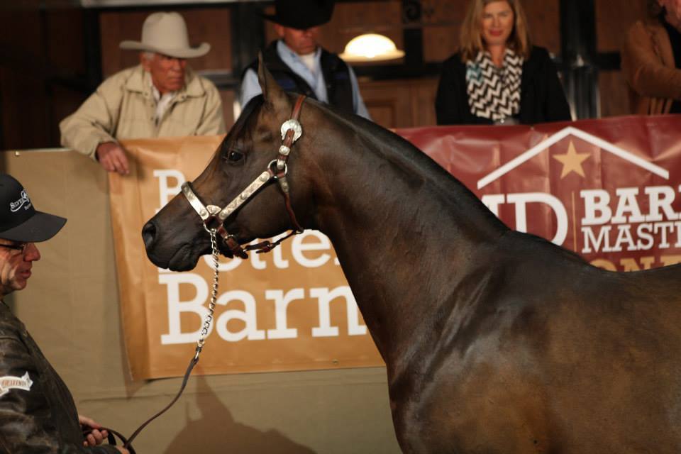 2013/2014 Arabhorse Farm Tours