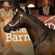 2013/2014 Arabhorse Farm Tours