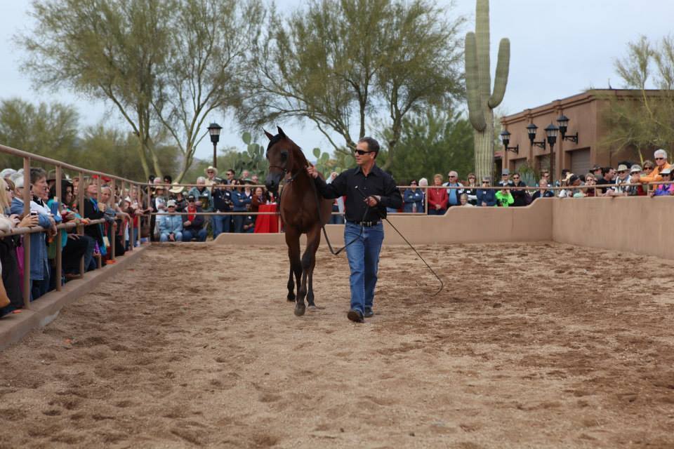 2013/2014 Arabhorse Farm Tours