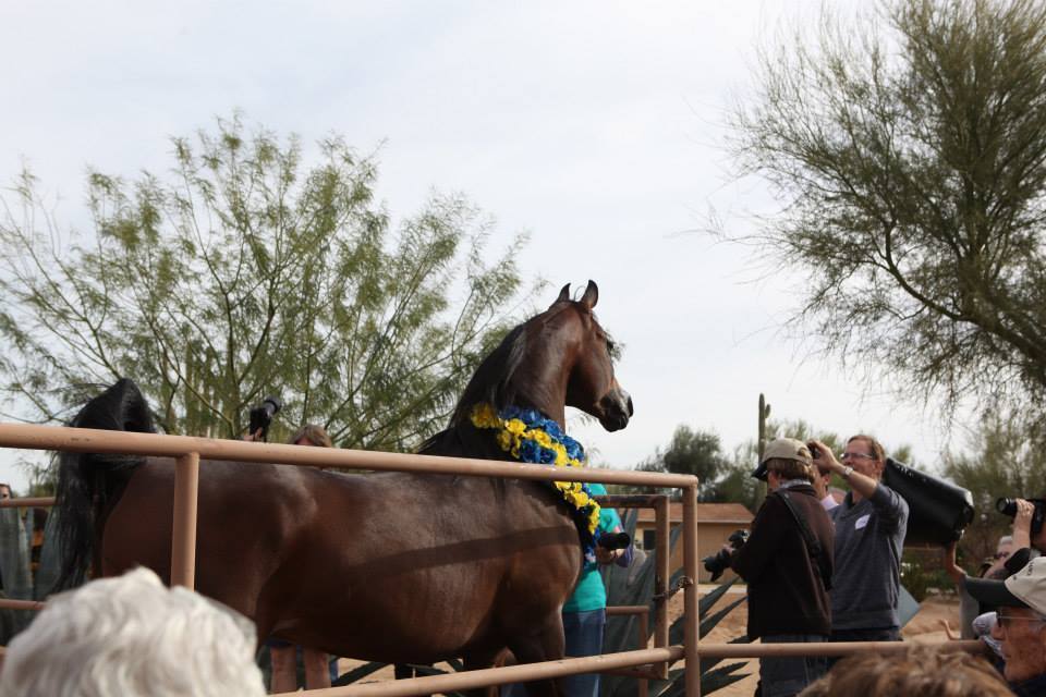 2013/2014 Arabhorse Farm Tours