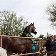 2013/2014 Arabhorse Farm Tours