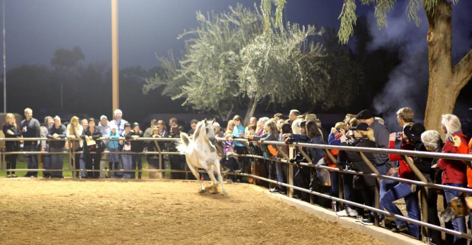 2013/2014 Arabhorse Farm Tours