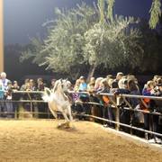 2013/2014 Arabhorse Farm Tours