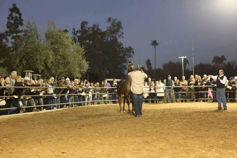 2013/2014 Arabhorse Farm Tours