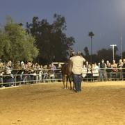 2013/2014 Arabhorse Farm Tours