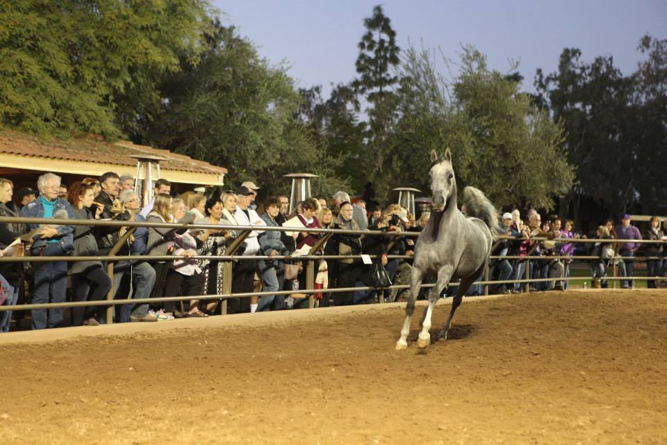 2013/2014 Arabhorse Farm Tours
