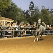 2013/2014 Arabhorse Farm Tours