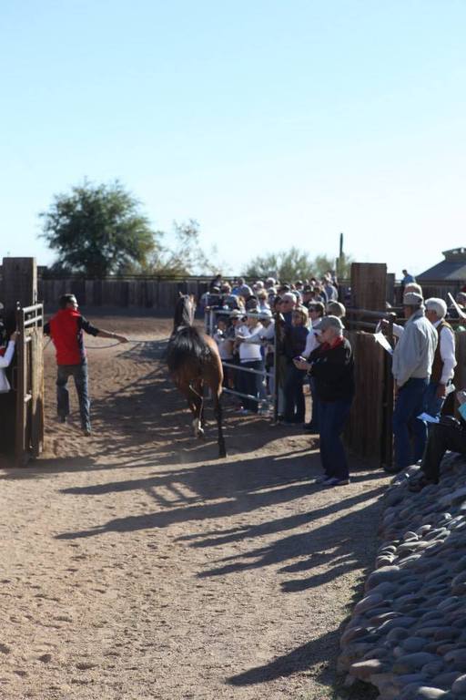 2013/2014 Arabhorse Farm Tours
