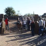 2013/2014 Arabhorse Farm Tours