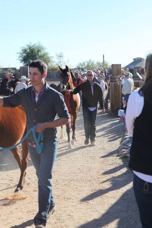 2013/2014 Arabhorse Farm Tours