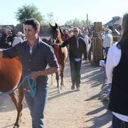 2013/2014 Arabhorse Farm Tours