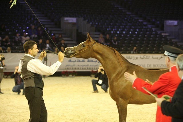 2010 Salon Du Cheval - World Championships Results