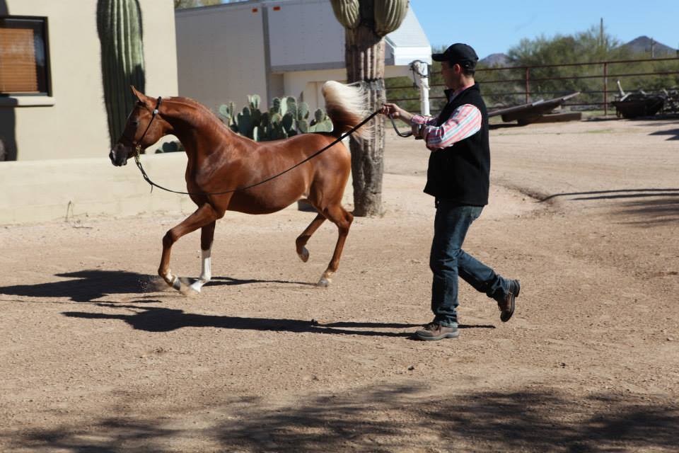 2013/2014 Arabhorse Farm Tours