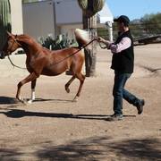 2013/2014 Arabhorse Farm Tours