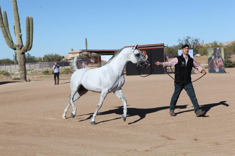 2013/2014 Arabhorse Farm Tours