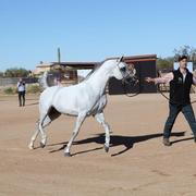 2013/2014 Arabhorse Farm Tours