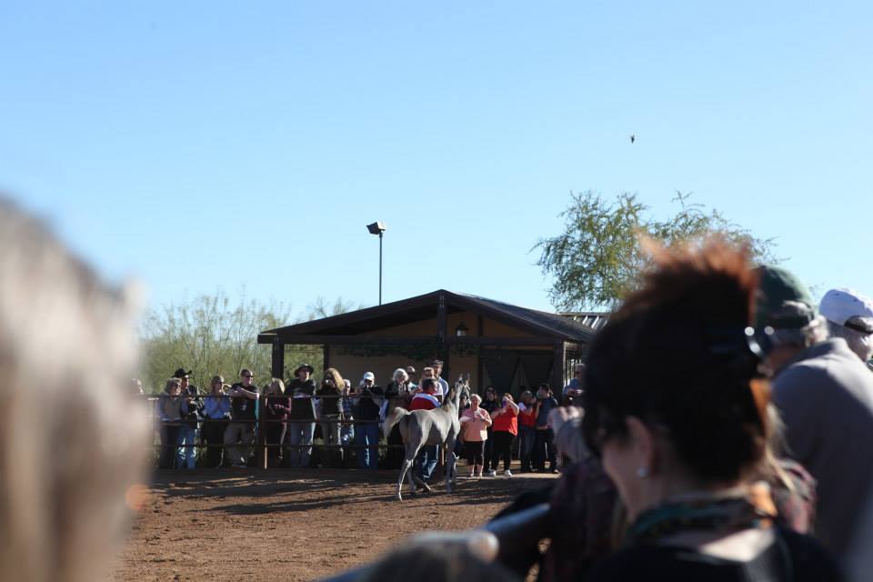 2013/2014 Arabhorse Farm Tours