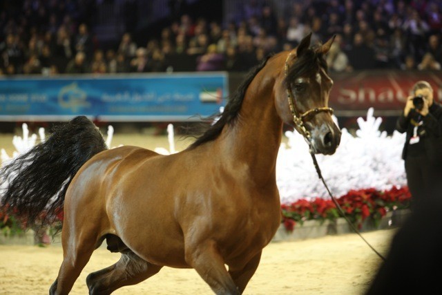 2010 Salon Du Cheval - World Championships Results