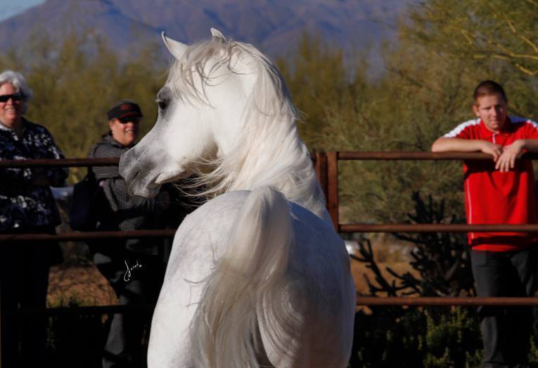 2013/2014 Arabhorse Farm Tours