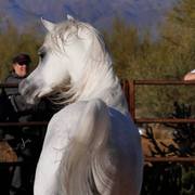 2013/2014 Arabhorse Farm Tours