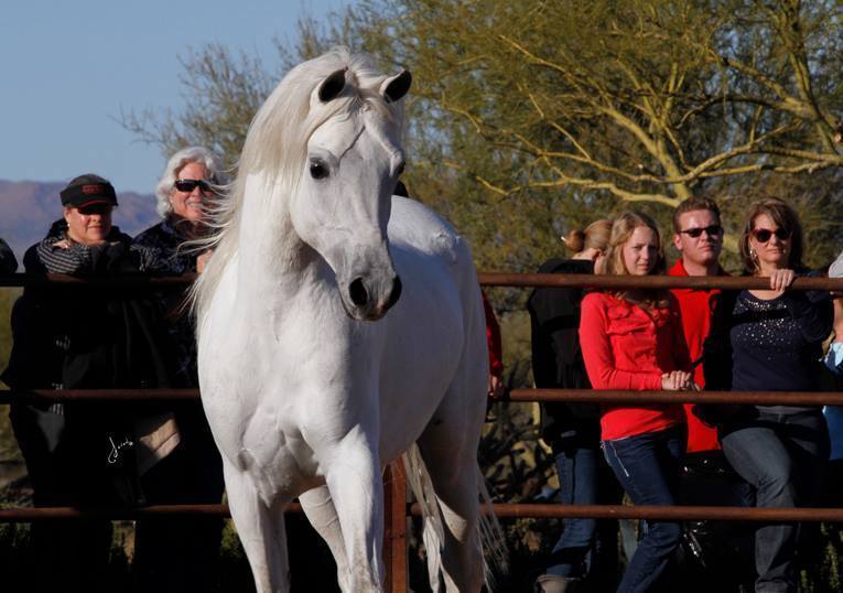 2013/2014 Arabhorse Farm Tours