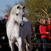 2013/2014 Arabhorse Farm Tours