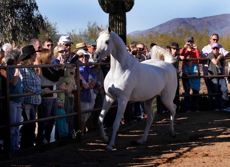 2013/2014 Arabhorse Farm Tours