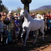 2013/2014 Arabhorse Farm Tours